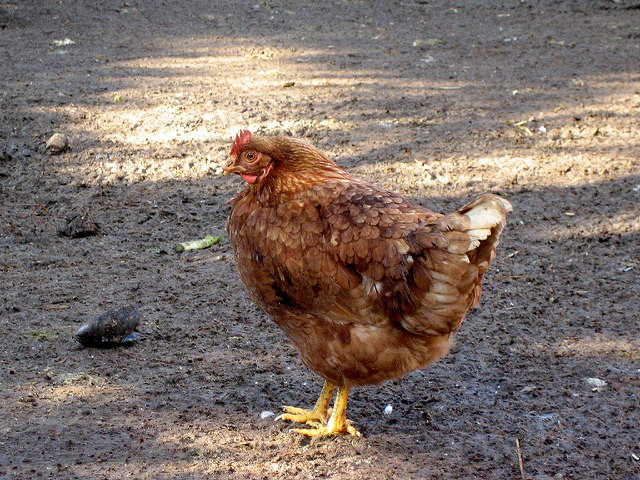 Espolla Freibeuter reisen