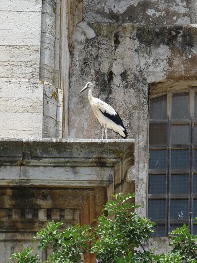 faro-portugal Faro Störche portugal