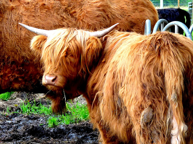 Highland Hochlandrinder Hamish