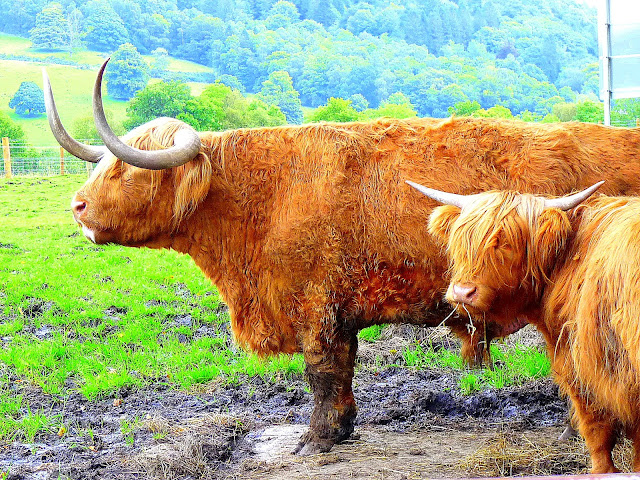 Highland Hochlandrinder Hamish