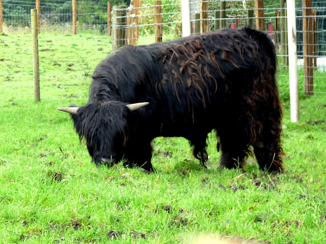 Highland Hochlandrinder Hamish