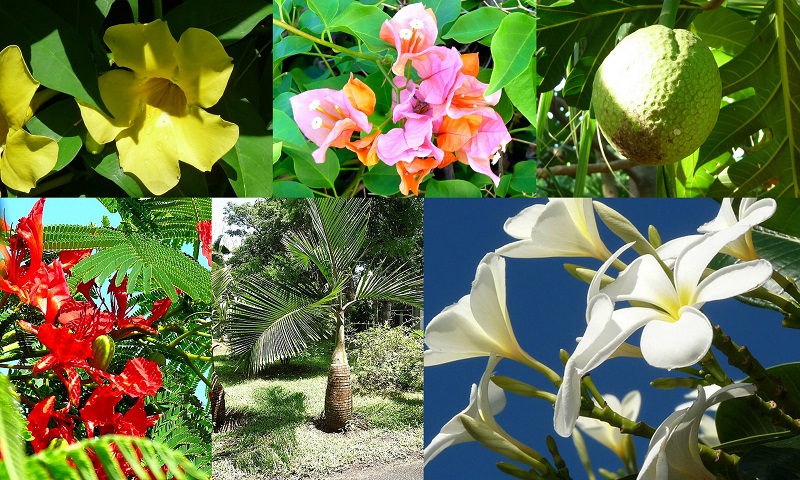 mauritius flora