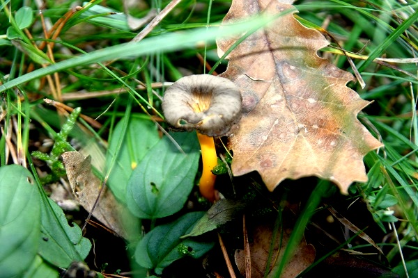 Pilze bestimmen gelbstieliger pfifferling