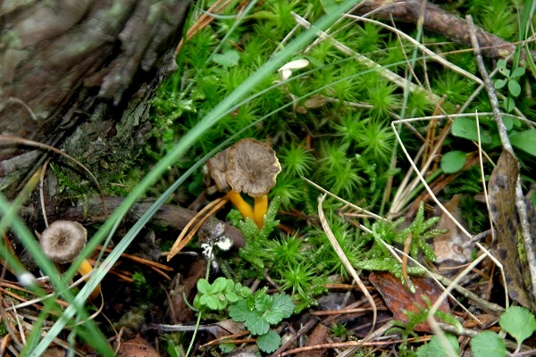 Pilze bestimmen Gelbstieliger Trompetenpfifferling