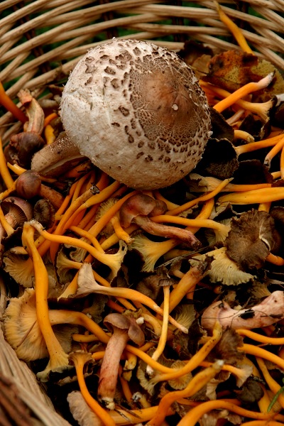 Pilze sammeln im Herbst