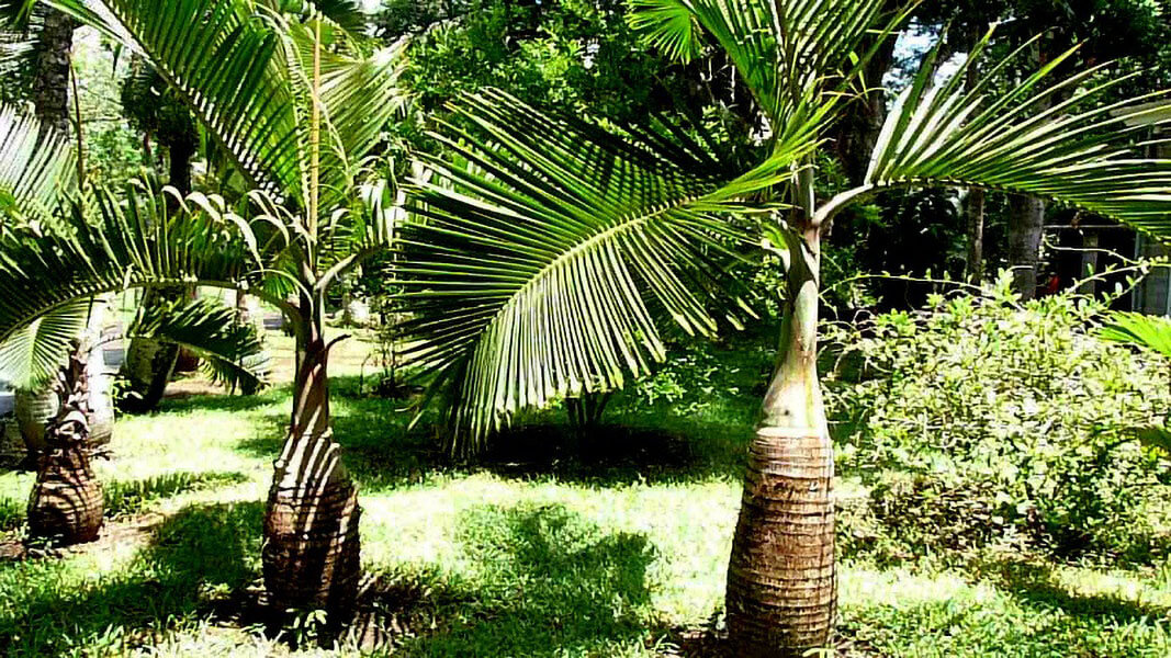 Palmengarten Pamplemousses Mauritius