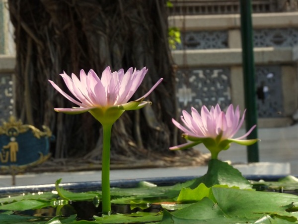 Bangkok- Wat Phra Kaew Grand Palace Blumen