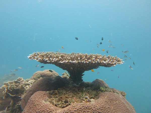 Tauchen in Thailand- Scuba Diving 