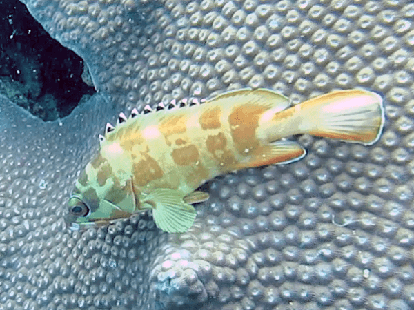 Tauchen in Thailand- Scuba Diving Fisch