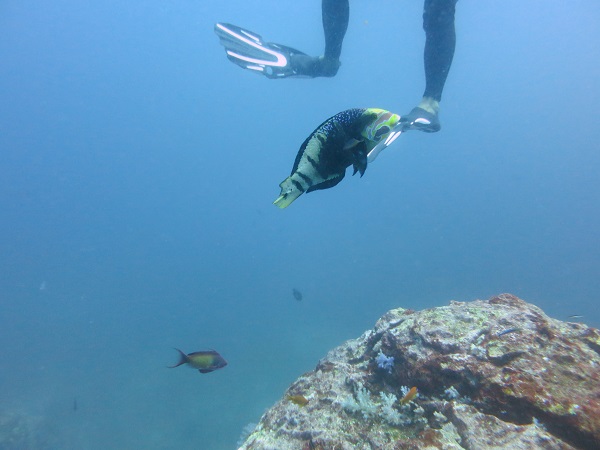 Similan Islands Diving 