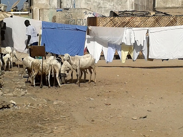 Gorée Sklaveninsel Senegal