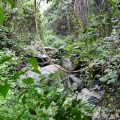 Ein kleiner Urwald vor der Haustür: Wandern im Montseny 1