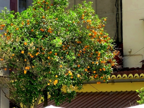 Valencia Apfelsinen Orangen