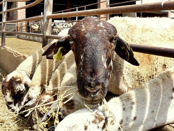 Costa Brava Biobauernhof Schaf fütterung
