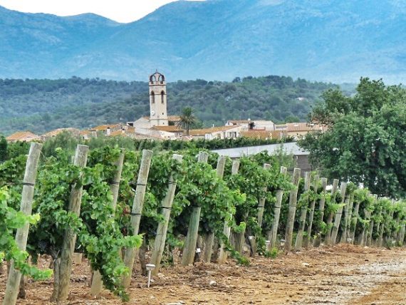 Leckere Weine aus dem Empordà - La Vinyeta 4