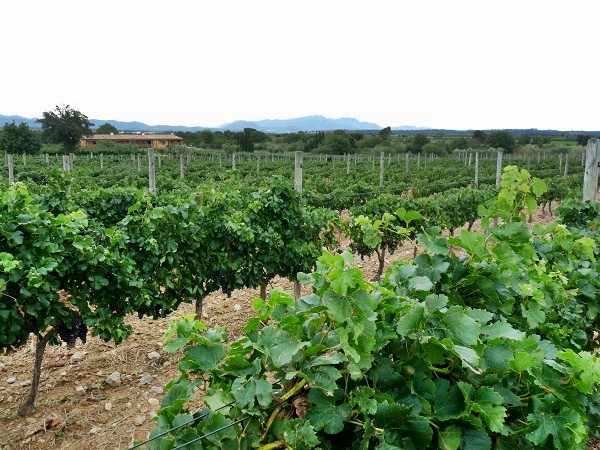 Weinstock La vinyeta costa Brava