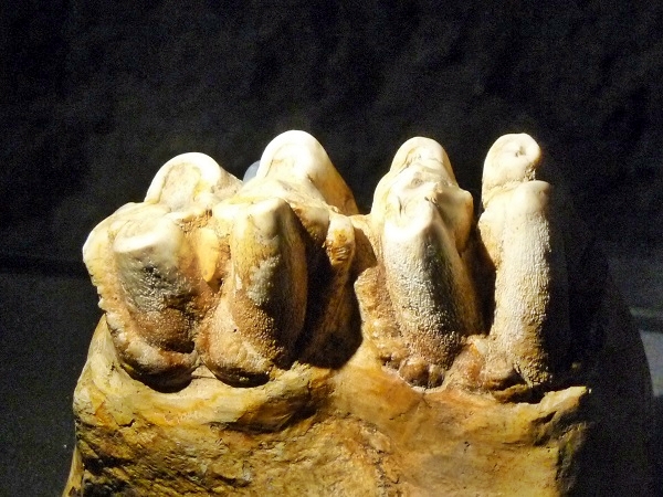 Museu blau Barcelona Fossile Zähne