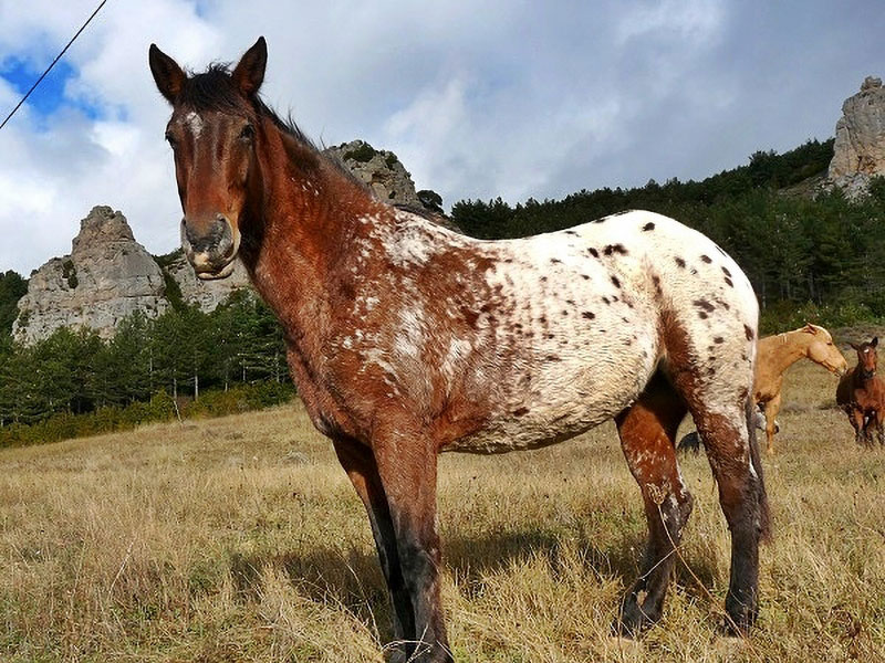 Pferd am Loarre Castillo Huesca