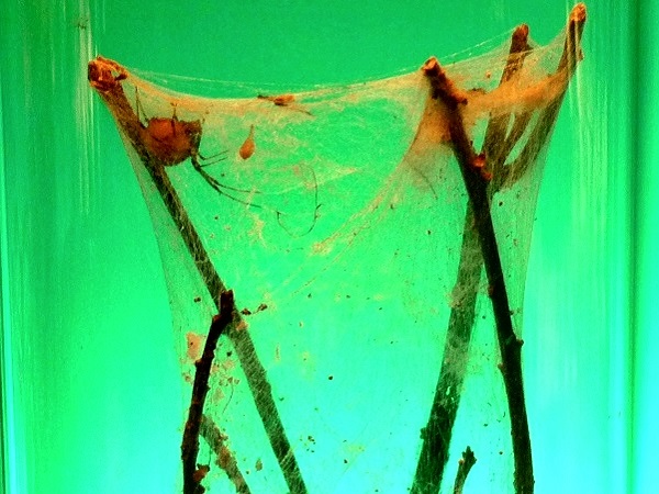 Schwarze Witwe Giftige Spinne Museum Barcelona