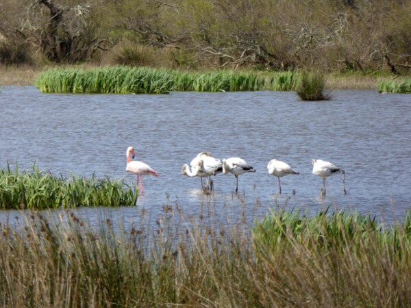 flamingos Aiguamolls