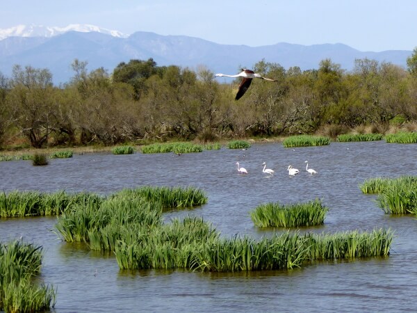 fliegender flamingo aiguamolls verschneite berge