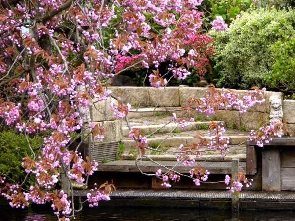 kirschblüten Anlegeplatz unserer bootstour