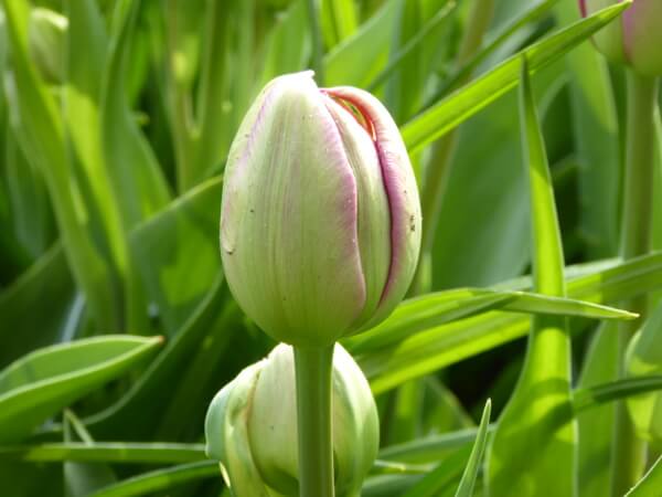 neue tulpe blüte holland