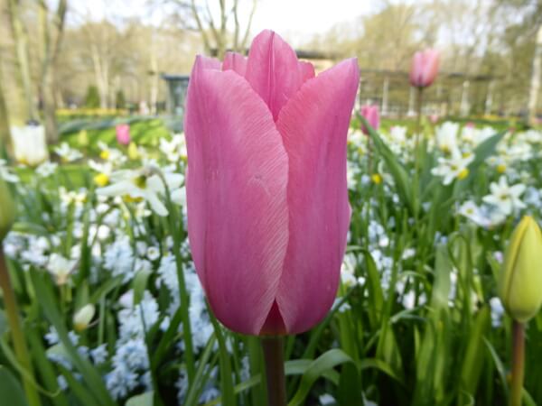 rosa tulpe tulpenblüte holland