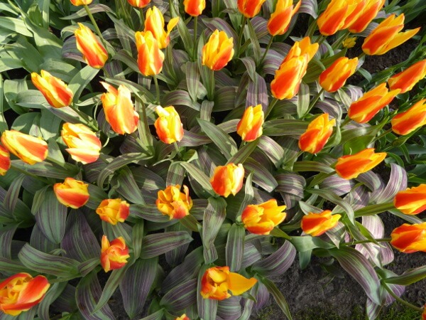 tulpen in holland