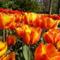 Tulpenblüte in Holland: Keukenhof, der absolute Tulpenwahnsinn 24