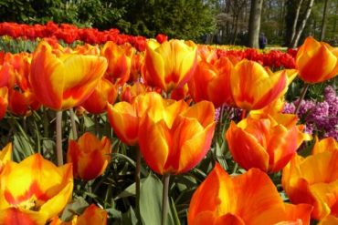Tulpenblüte in Holland: Keukenhof, der absolute Tulpenwahnsinn 24