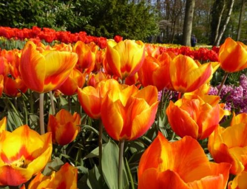 Tulpenblüte in Holland: Keukenhof, der absolute Tulpenwahnsinn