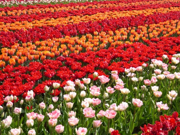 tulpenblüte in holland