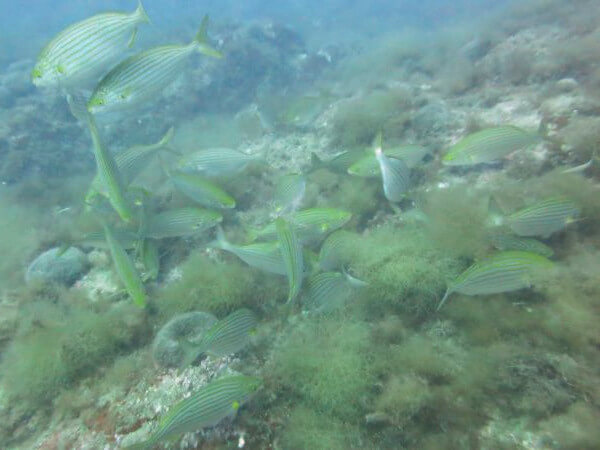 fische - Tauchen in Palafrugell Tamariu