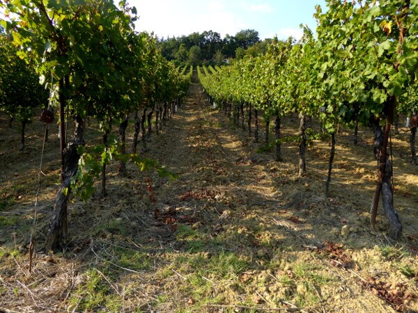 Weine Emilia Romagna Weinreben