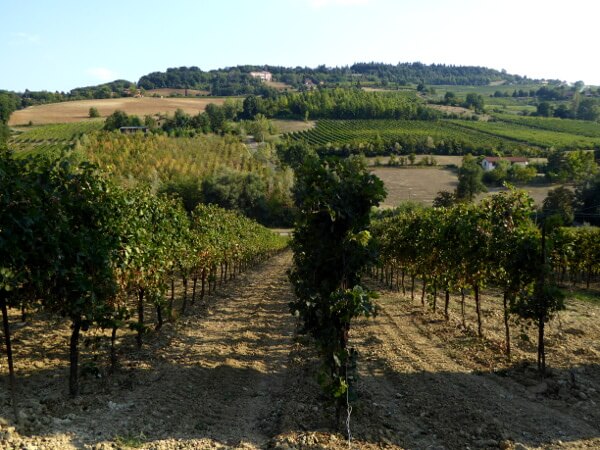 Weine der Emilia Romagna Weinreben Landschaft