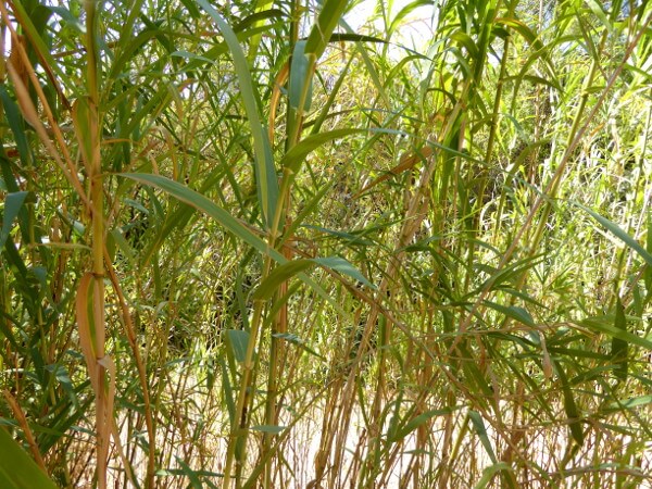Bambus querença