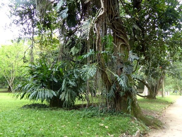 Jardim Botânico BAum