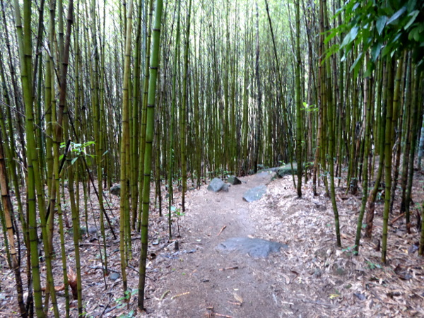 Parque Serra dos Orgaos Petropolis Brasilien Bambus
