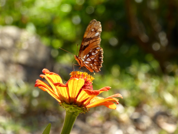Santa Catalina Coiba House Schmetterling