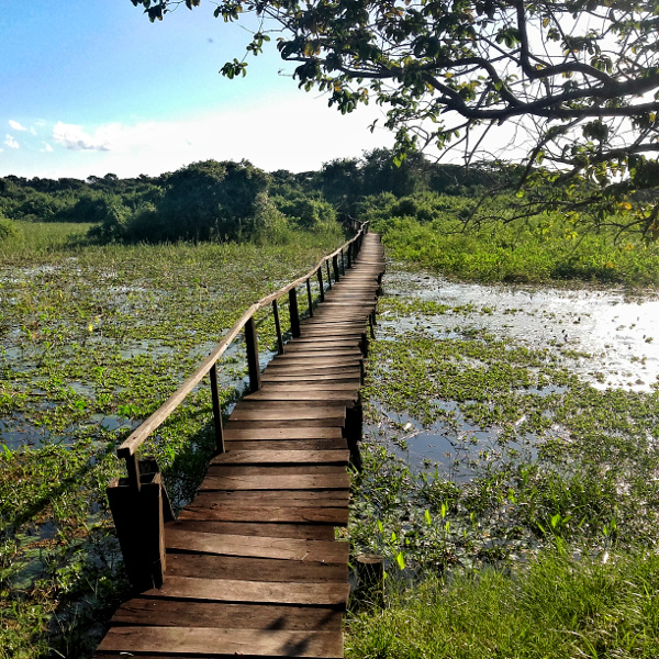 pantanal wetlands bruecke Mato Grosso