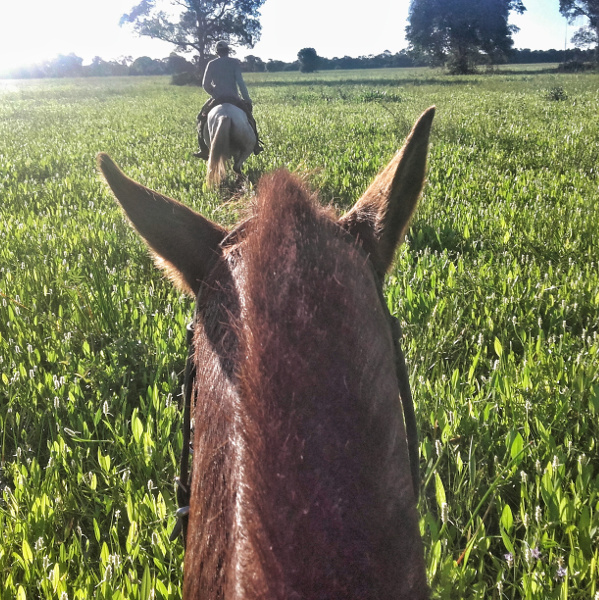 shakira Pantanal Mato Grosso Pferde