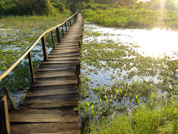 Pantanal steg im Abendlicht schoenstes Bild