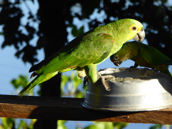 blaustirnamazone papagei pantanal brasilien