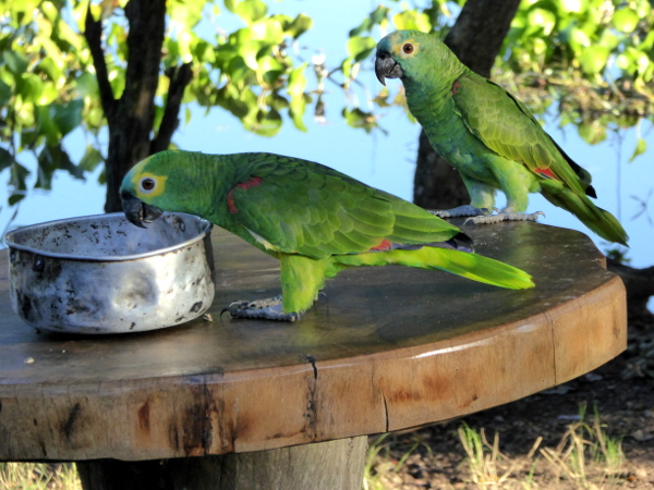 blaustirnamazone schutzprogramm papageien