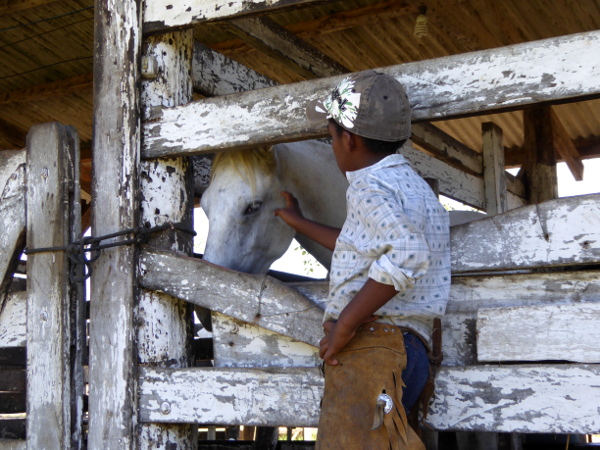 homer pferde pantanal