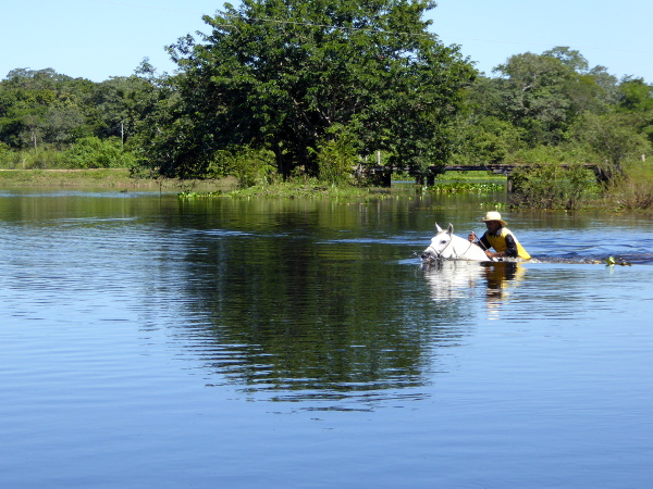 schwimmende Pferde pantanal