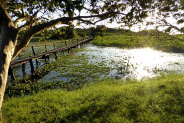 Die fabelhafte Welt des Pantanal 28
