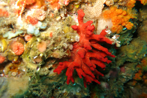 Islas Medas Costa Brava Diving Freibeuter Reisen rote koralle