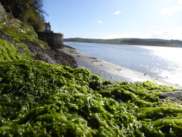 Laugharne Castle wales Ufer grüne algen